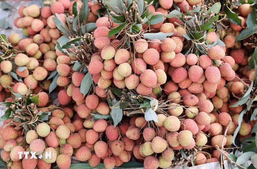 Vải thiều Đắk Lắk chín sớm khoảng 1 tháng so với vải thiều ở các tỉnh phía Bắc. (Ảnh: Hoài Thu/TTXVN)