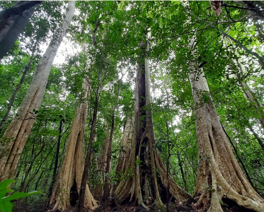 Đak Nông phát triển kinh tế lâm nghiệp, các loại hình kinh tế dưới tán rừng phù hợp, nâng cao đời sống của người làm nghề rừng (ảnh minh họa)