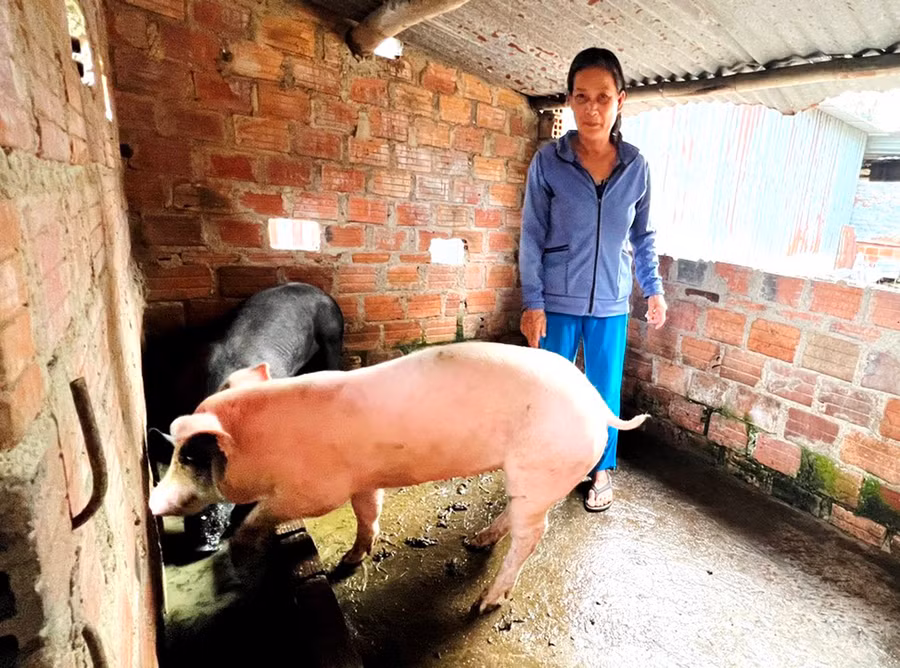 Bà Huỳnh Thị Cảnh (thôn An Xuân 3) chăm sóc 2 con heo nái do Hội Nông dân xã tặng. Ảnh: Đ.Y