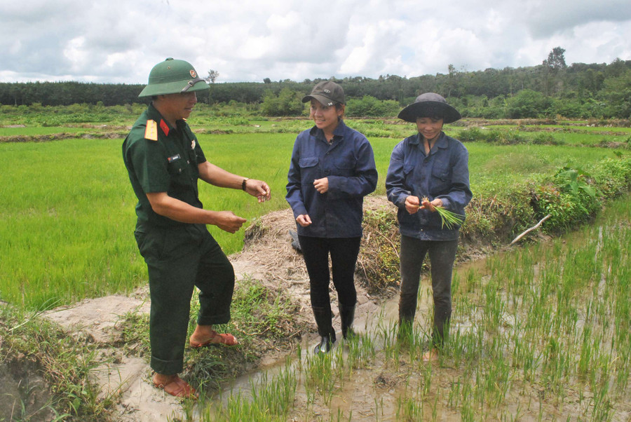 Cán bộ Chi nhánh 716 (Binh đoàn 15) hướng dẫn bà con nông dân trồng lúa nước. Ảnh: D.Đ.N Cán bộ Chi nhánh 716 (Binh đoàn 15) hướng dẫn bà con nông dân trồng lúa nước. Ảnh: D.Đ.N