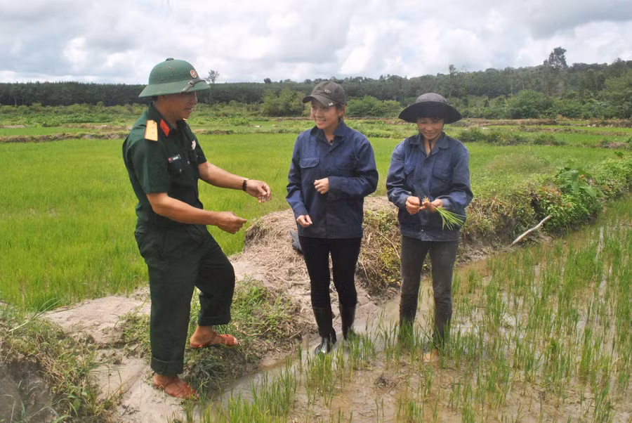 Cán bộ Chi nhánh 716 (Binh đoàn 15) hướng dẫn bà con nông dân trồng lúa nước. Ảnh: D.Đ.N