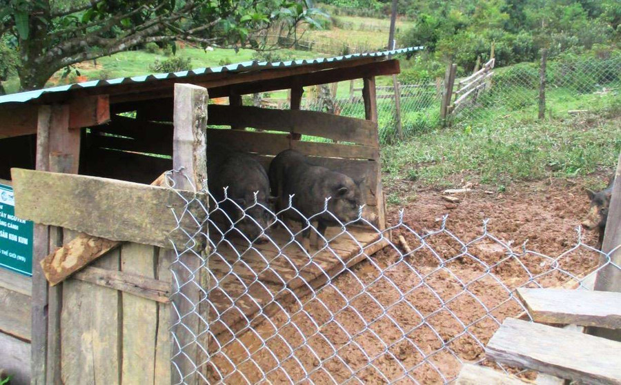 Các chính sách hỗ trợ cần khơi dậy được khát vọng vươn lên của hộ nghèo. Ảnh: HL