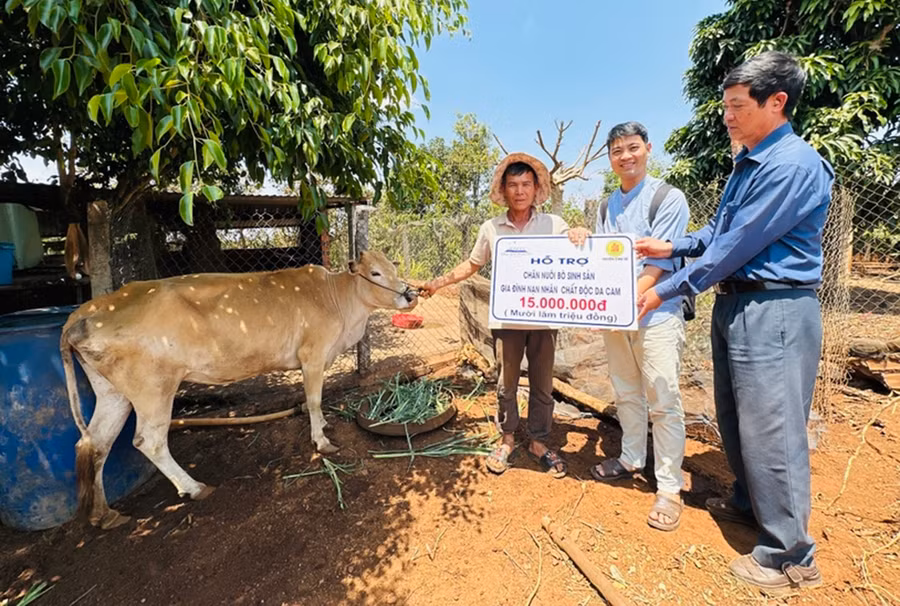 Đại diện Hội Nạn nhân chất độc da cam/dioxin huyện Chư Sê trao bò sinh sản cho gia đình nạn nhân có hoàn cảnh khó khăn. Ảnh: Trần Dung