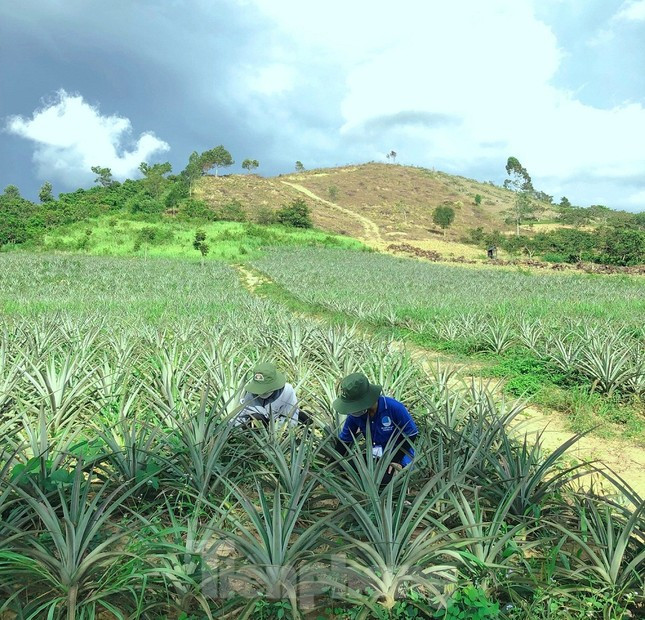 Thanh niên tình nguyện giúp người dân vặt chồi, làm cỏ cà phê ảnh 10