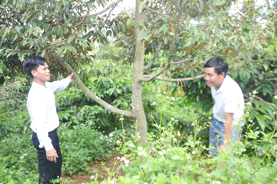 Ông Nguyễn Văn Thông-Chủ tịch Hội CCB phường Chi Lăng (TP. Pleiku, bìa trái) hướng dẫn hội viên Lê Tuấn Vũ (thôn Ia Rok) sử dụng vốn vay ưu đãi đầu tư chăm sóc các loại cây trồng. Ảnh: Hoàng Cư Ông Nguyễn Văn Thông-Chủ tịch Hội CCB phường Chi Lăng (TP. Pleiku, bìa trái) hướng dẫn hội viên Lê Tuấn Vũ (thôn Ia Rok) sử dụng vốn vay ưu đãi đầu tư chăm sóc các loại cây trồng. Ảnh: Hoàng Cư