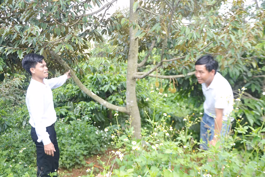 Ông Nguyễn Văn Thông-Chủ tịch Hội CCB phường Chi Lăng (TP. Pleiku, bìa trái) hướng dẫn hội viên Lê Tuấn Vũ (thôn Ia Rok) sử dụng vốn vay ưu đãi đầu tư chăm sóc các loại cây trồng. Ảnh: Hoàng Cư