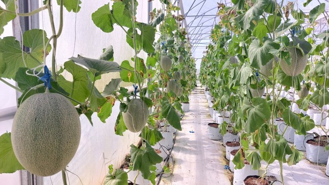 Một vụ dưa lưới khoảng 75 ngày, trồng trong nhà màng nên ít bị ảnh hưởng bởi thời tiết và sâu bệnh. Một vụ dưa lưới khoảng 75 ngày, trồng trong nhà màng nên ít bị ảnh hưởng bởi thời tiết và sâu bệnh.