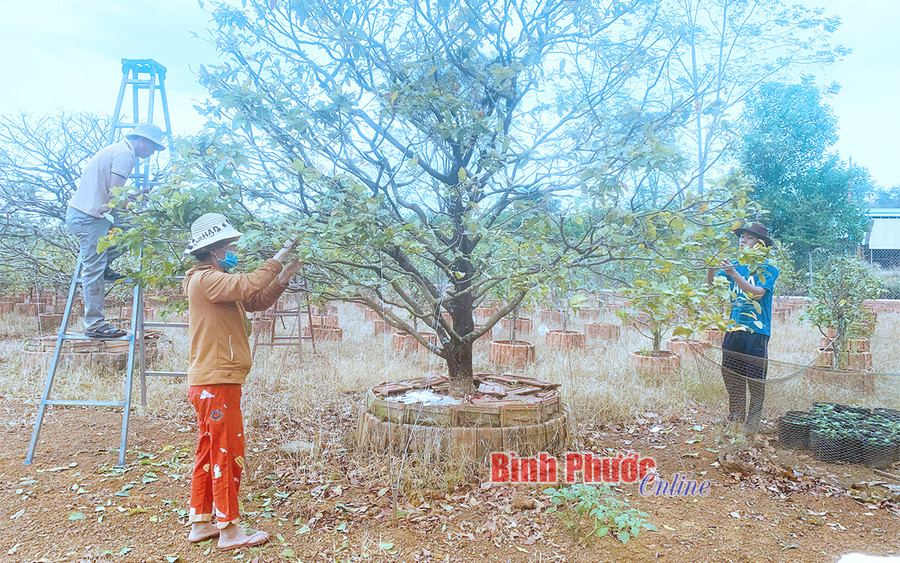 Cây mai vàng phải đạt tứ diện, một thân một cốt mới là cây mai đẹp. Trong ảnh: Người dân Bình Phước tuốt lá để mai vàng nở đúng dịp tết Cây mai vàng phải đạt tứ diện, một thân một cốt mới là cây mai đẹp. Trong ảnh: Người dân Bình Phước tuốt lá để mai vàng nở đúng dịp tết