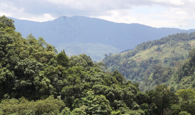 Công an Q.Cầu Giấy đề nghị Quảng Nam cung cấp thông tin 3 doanh nghiệp trồng sâm - Ảnh 1. Núi Ngọc Linh, nơi trồng loại sâm quý hiếm. Ảnh: MẠNH CƯỜNG