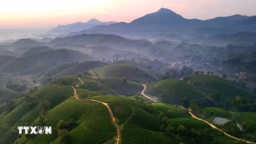Đồi chè Long Cốc, Phú Thọ. (Ảnh: Trung Kiên/TTXVN)