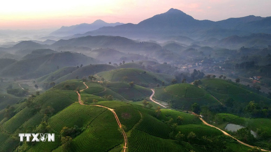 Đồi chè Long Cốc, Phú Thọ. (Ảnh: Trung Kiên/TTXVN) Đồi chè Long Cốc, Phú Thọ. (Ảnh: Trung Kiên/TTXVN)