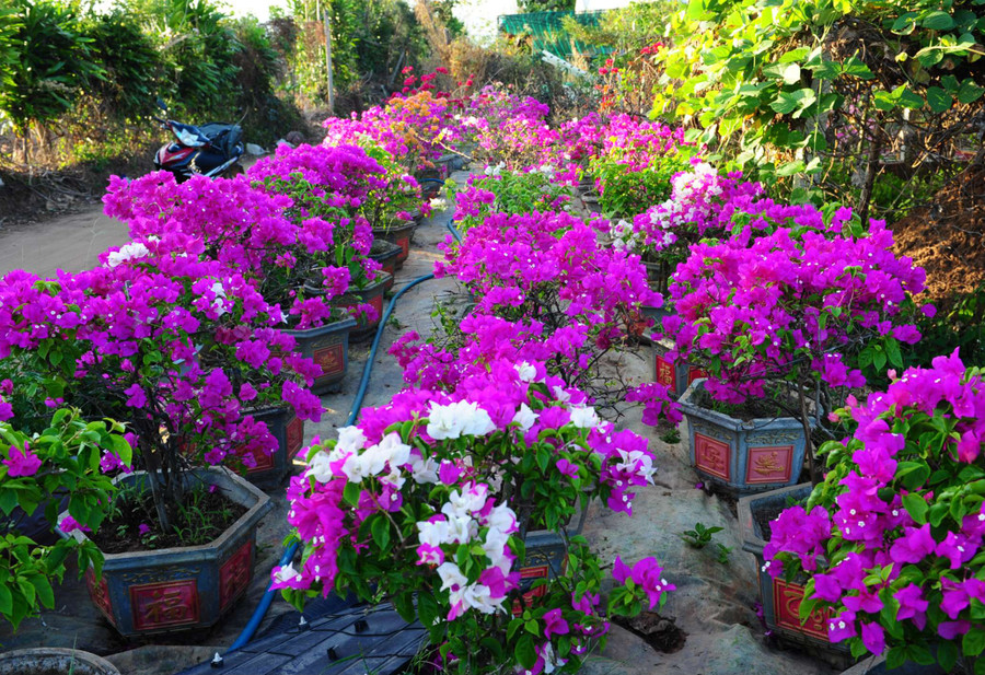 Hoa giấy Hoa giấy