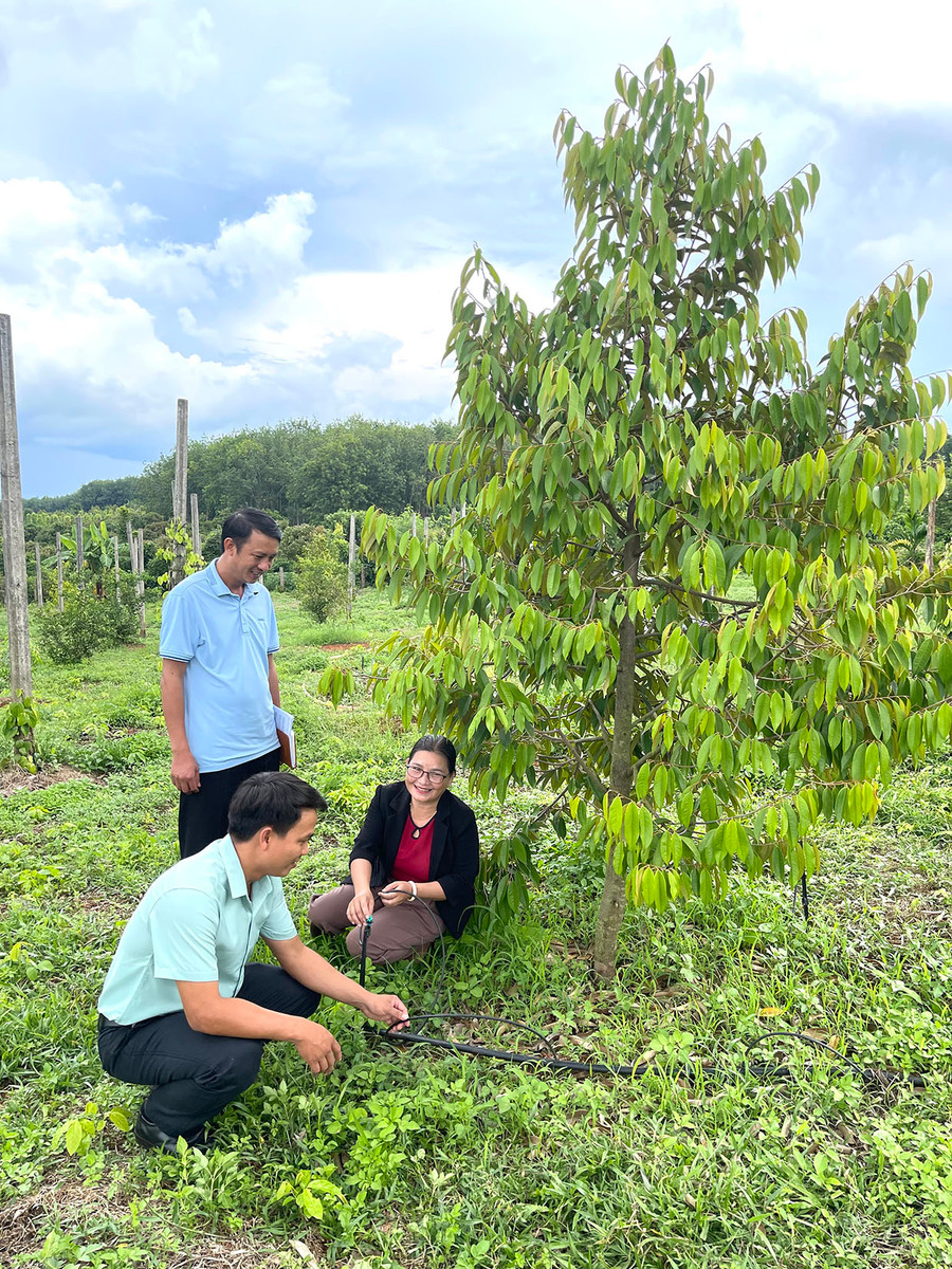 Mô hình chuyển đổi cây trồng hiệu quả ở xã Ia Pnôn. Ảnh: Lê Quang Mô hình chuyển đổi cây trồng hiệu quả ở xã Ia Pnôn. Ảnh: Lê Quang