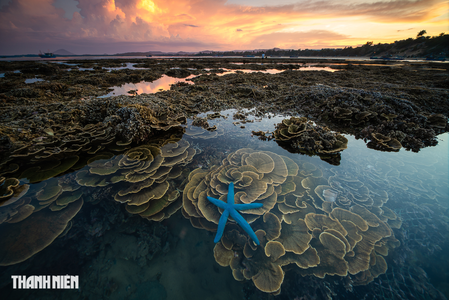 Hòn Yến, Phú Yên, là nơi nhiều nhiếp ảnh gia chọn làm địa điểm sáng tác vào các mùa trong năm như mùa lưới vây, mùa san hô... Trong ảnh là cảnh rạn san hô Hòn Yến của Nguyễn Ngọc Thiện từng được giới thiệu vào mục &quot;Ảnh đẹp trong ngày&quot; trên tạp chí danh tiếng National Geographic. Ảnh: NGUYỄN NGỌC THIỆN