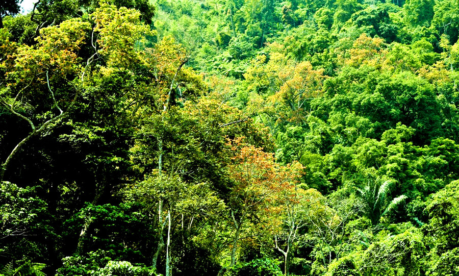 Những cánh rừng nguyên sinh thay màu áo mới