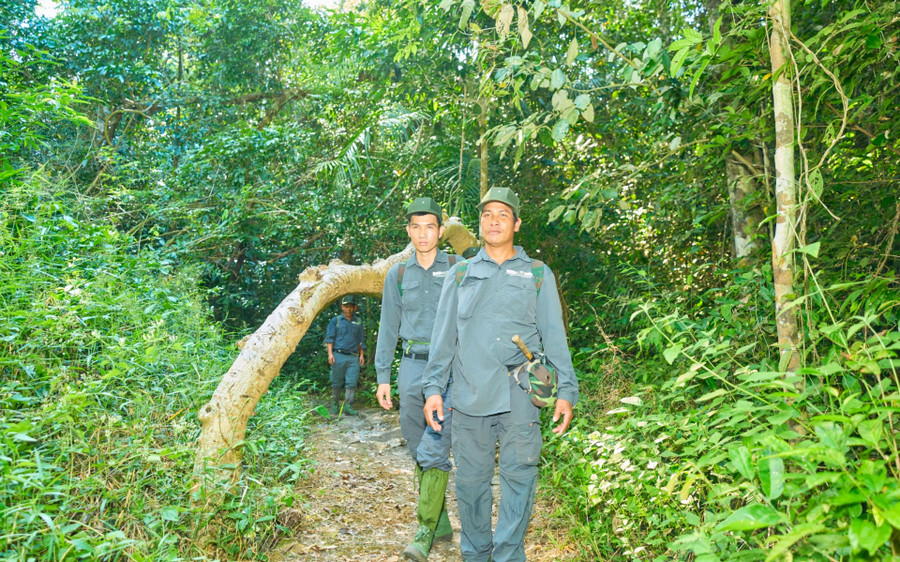 Nhân viên quản lý, bảo vệ rừng VQG Cát Tiên triển khai công tác tuần tra, kiểm tra bảo vệ rừng nghiêm ngặt 24/24 giờ hàng ngày