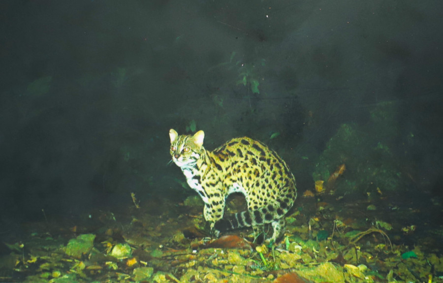 Hình ảnh các loài hươu, nai hoang dã và mèo rừng được phóng viên ghi lại khi tham gia tua ngắm thú rừng vào ban đêm tại các đồng cỏ VQG Cát Tiên vào ngày 17/1/2024