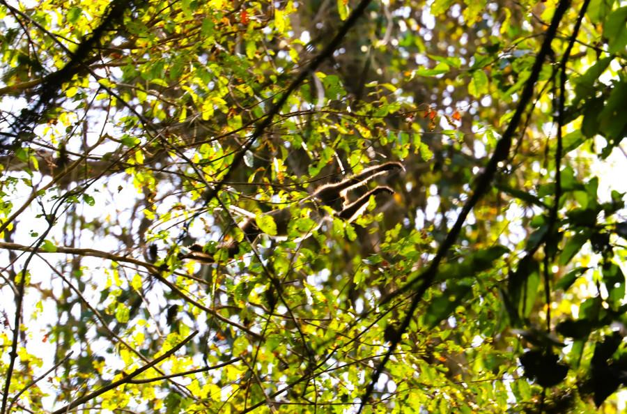 Hình ảnh vọoc chà vá chân đen - một loài linh trưởng quý hiếm trong Sách đỏ được phóng viên ghi lại khi tham gia chuyến trải nghiệm đi bộ xuyên rừng tại VQG Cát Tiên