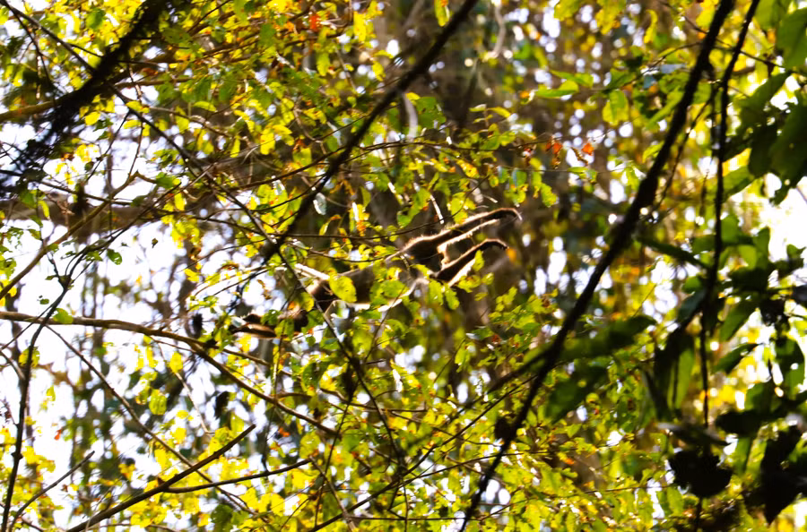 Hình ảnh vọoc chà vá chân đen - một loài linh trưởng quý hiếm trong Sách đỏ được phóng viên ghi lại khi tham gia chuyến trải nghiệm đi bộ xuyên rừng tại VQG Cát Tiên