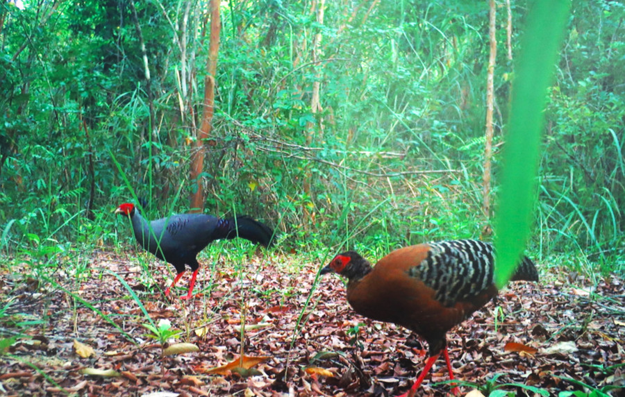 VQG Cát Tiên đang là ngôi nhà lưu giữ nhiều loài chim quý hiếm như hạc cổ trắng, hồng hoàng, công xanh, gà lôi...