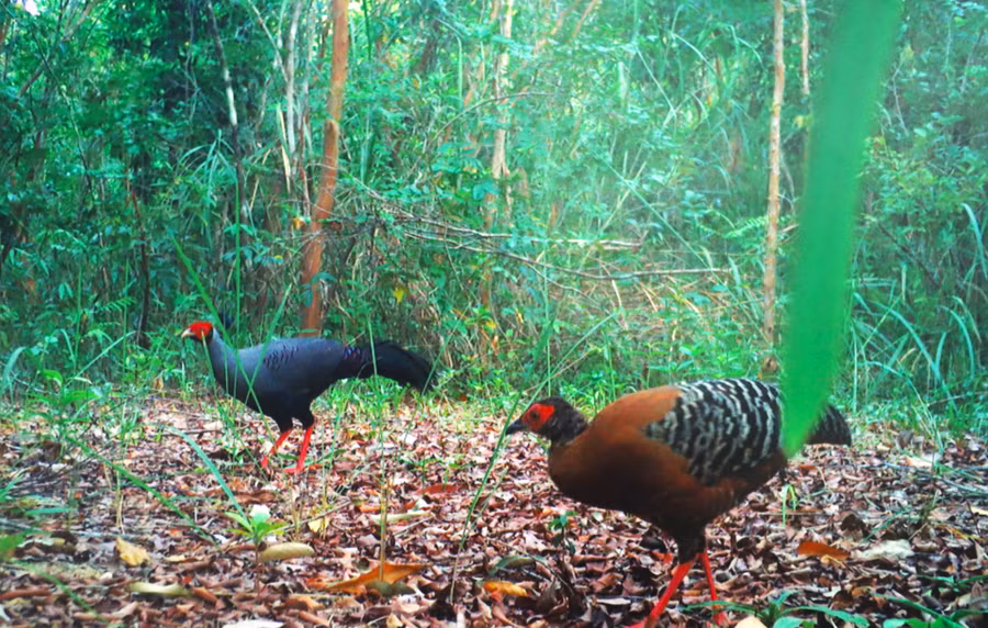VQG Cát Tiên đang là ngôi nhà lưu giữ nhiều loài chim quý hiếm như hạc cổ trắng, hồng hoàng, công xanh, gà lôi...