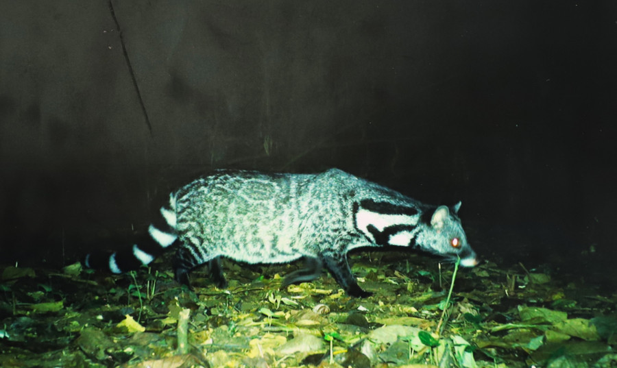 Đến với VQG Cát Tiên, thông qua các tua du lịch, du khách sẽ được chiêm ngưỡng nhiều loại động vật hoang dã quý hiếm như voi, bò tót, vượn đen má vàng, culi, cầy giông...