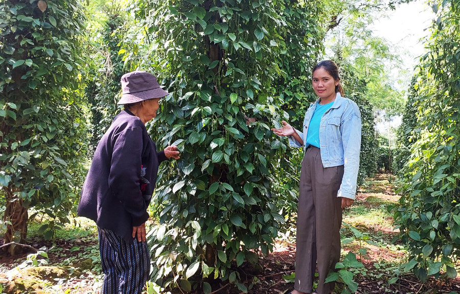 Cán bộ nông nghiệp xã Hà Bầu giúp hộ nghèo chăm sóc hồ tiêu trong mùa mưa. Ảnh: Nguyễn Diệp Cán bộ nông nghiệp xã Hà Bầu giúp hộ nghèo chăm sóc hồ tiêu trong mùa mưa. Ảnh: Nguyễn Diệp