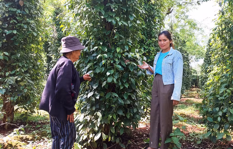 Cán bộ nông nghiệp xã Hà Bầu giúp hộ nghèo chăm sóc hồ tiêu trong mùa mưa. Ảnh: Nguyễn Diệp