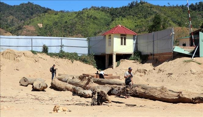 Gỗ lậu được tập kết tại mỏ khai thác cát, sỏi 87, thuộc xã Đăk Pxi huyện Đăk Hà, tỉnh Kon Tum. Ảnh: Cao Nguyên-TTXVN