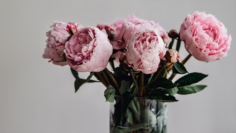 Hoa mẫu đơn được dự báo sẽ "hot" trong mùa lễ tình nhân năm nay. Ảnh: Xinhua Hoa mẫu đơn được dự báo sẽ "hot" trong mùa lễ tình nhân năm nay. Ảnh: Xinhua