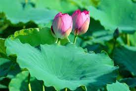 Lá sen khô chữa được rất nhiều bệnh nhưng ít người biết đến.