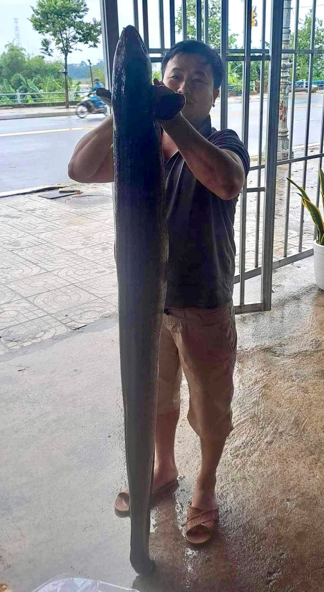 Anh Ngô Tấn Phục cầm con cá chình dài gần 1,6 m. Ảnh: GIA HUY Anh Ngô Tấn Phục cầm con cá chình dài gần 1,6 m. Ảnh: GIA HUY