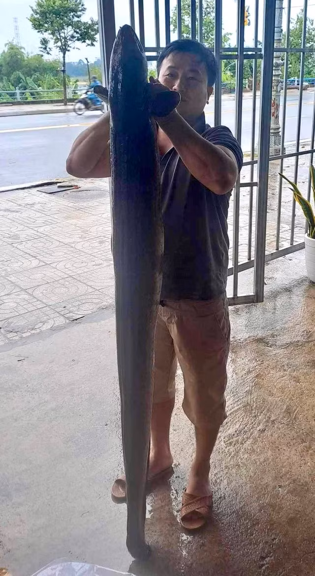 Anh Ngô Tấn Phục cầm con cá chình dài gần 1,6 m. Ảnh: GIA HUY