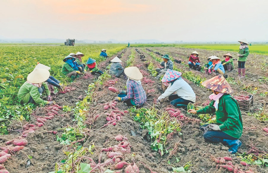 Người dân huyện Phú Thiện thu hoạch khoai lang. Ảnh: V.C