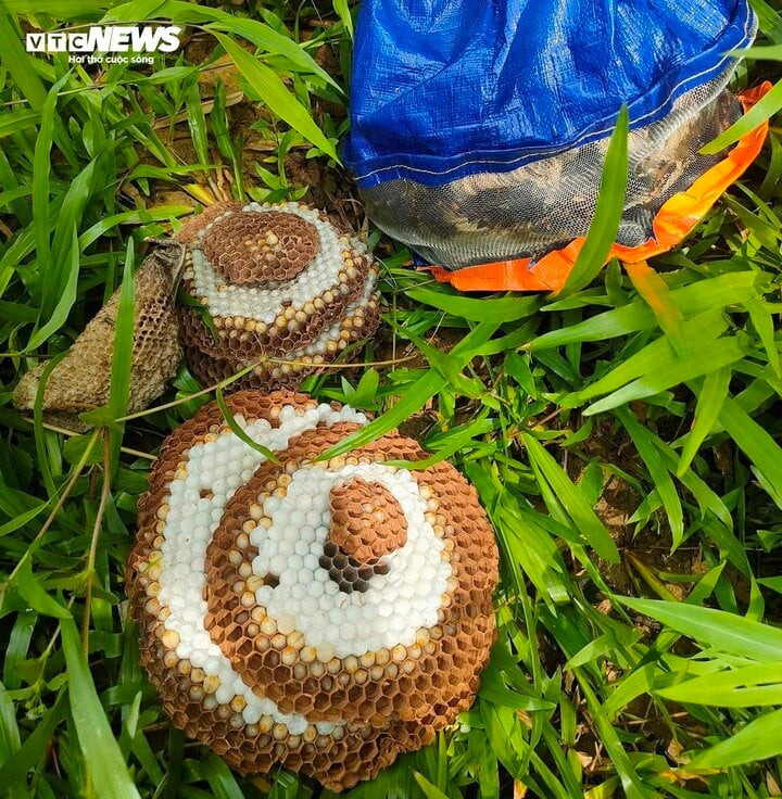 Nhộng ong rừng...