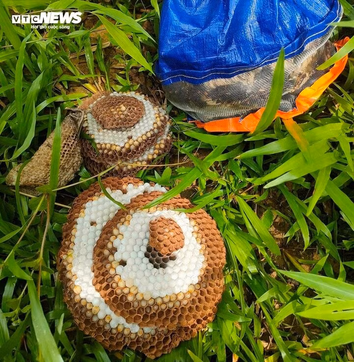 Nhộng ong rừng...