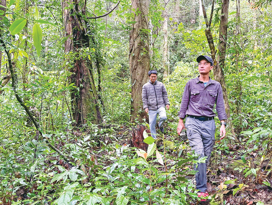 Anh Nguyễn Ái Tâm trong một chuyến đi rừng. Ảnh: M.P Anh Nguyễn Ái Tâm trong một chuyến đi rừng. Ảnh: M.P