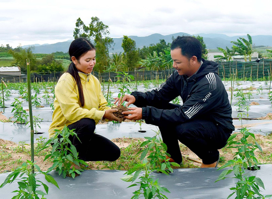 Thấy được lợi ích kinh tế, hơn trăm hộ dân tộc thiểu số tại xã Yang Bắc đã sử dụng hệ thống tưới tiết kiệm nước và chủ động chuyển đổi cây trồng. Ảnh: Đức Thụy