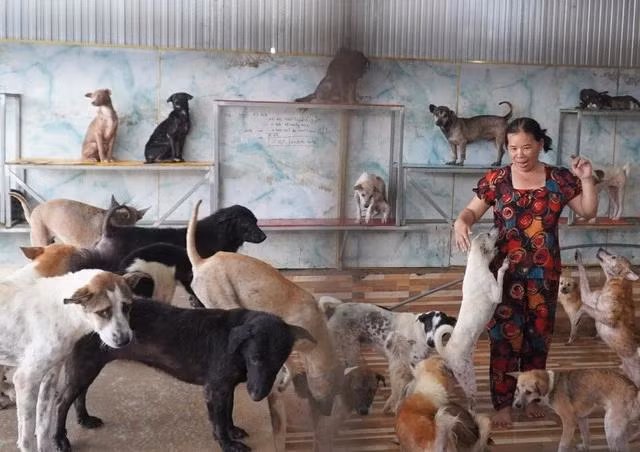 Những chú chó bị bỏ rơi trong nhà chung của bà Thủy, quấn quýt bà không rời. Ảnh: DUY TÂN