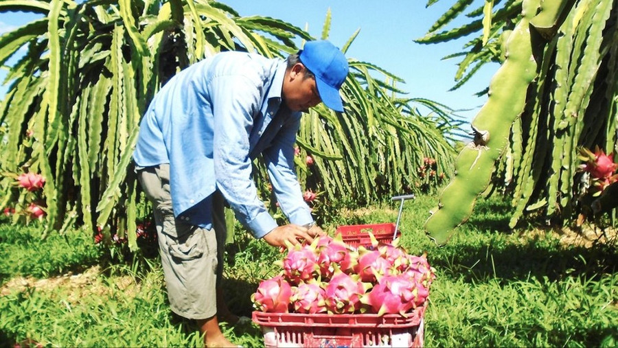 Nông dân Bình Thuận thu hoạch thanh long. Ảnh: NGUYỄN TIẾN Nông dân Bình Thuận thu hoạch thanh long. Ảnh: NGUYỄN TIẾN