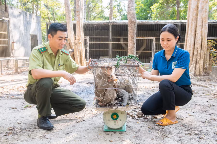 Các đơn vị tổ chức bàn giao các cá thể khỉ đuôi lợn. Ảnh: ĐT