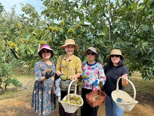 Các vườn hạt dẻ TP.Lạng Sơn thu hút rất nhiều khách du lịch đến trải nghiệm trong dịp nghỉ lễ 2.9. ẢNH: YẾN LÊ