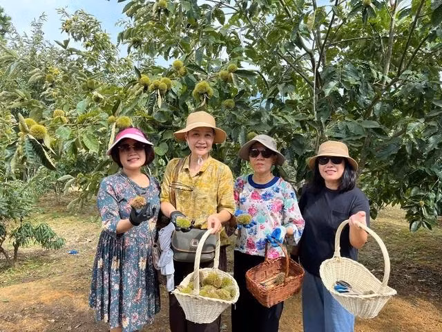 Các vườn hạt dẻ TP.Lạng Sơn thu hút rất nhiều khách du lịch đến trải nghiệm trong dịp nghỉ lễ 2.9. ẢNH: YẾN LÊ Các vườn hạt dẻ TP.Lạng Sơn thu hút rất nhiều khách du lịch đến trải nghiệm trong dịp nghỉ lễ 2.9. ẢNH: YẾN LÊ