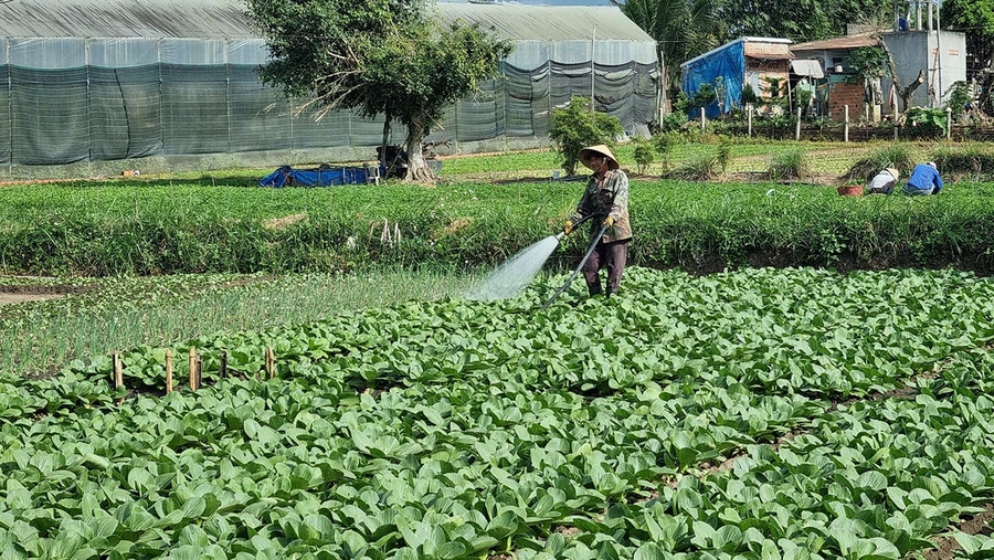 Gia đình ông Phạm Đức Hiệp (thôn Tân Sơn, xã Tân An, huyện Đak Pơ) đang chăm sóc vườn rau để đáp ứng nhu cầu thị trường dịp cuối năm. Ảnh: H.P Gia đình ông Phạm Đức Hiệp (thôn Tân Sơn, xã Tân An, huyện Đak Pơ) đang chăm sóc vườn rau để đáp ứng nhu cầu thị trường dịp cuối năm. Ảnh: H.P