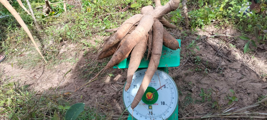 Qua kiểm tra, 1 gốc mì mô hình cho sản lượng khoảng 4 kg, gấp đôi giống mì cũ tại địa phương. Ảnh: Vũ Chi Qua kiểm tra, 1 gốc mì mô hình cho sản lượng khoảng 4 kg, gấp đôi giống mì cũ tại địa phương. Ảnh: Vũ Chi