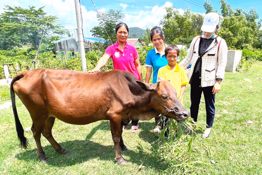 Mô hình nuôi bò sinh sản của Hội Liên hiệp phụ nữ xã Ayun đã giúp nhiều hội viên phát triển kinh tế, vươn lên thoát nghèo. Ảnh: Đ.Y