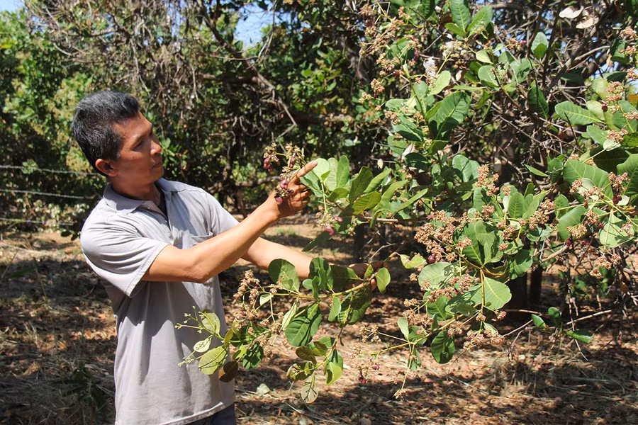 Vườn điều của gia đình anh Nguyễn Văn Thiêm (làng Bía Ngó, xã Ia Chía, huyện Ia Grai) có tỷ lệ đậu quả thấp. Ảnh: Thiên Di Vườn điều của gia đình anh Nguyễn Văn Thiêm (làng Bía Ngó, xã Ia Chía, huyện Ia Grai) có tỷ lệ đậu quả thấp. Ảnh: Thiên Di