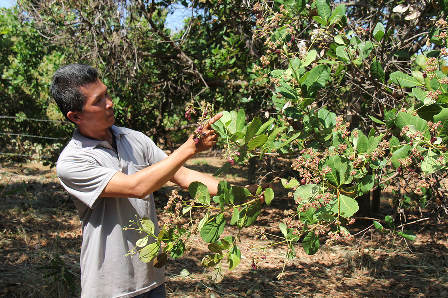 Vườn điều của gia đình anh Nguyễn Văn Thiêm (làng Bía Ngó, xã Ia Chía, huyện Ia Grai) có tỷ lệ đậu quả thấp. Ảnh: Thiên Di Vườn điều của gia đình anh Nguyễn Văn Thiêm (làng Bía Ngó, xã Ia Chía, huyện Ia Grai) có tỷ lệ đậu quả thấp. Ảnh: Thiên Di