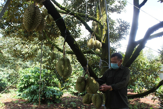 Đắk Lắk xây dựng thêm nhãn hiệu sầu riêng thứ 3 là “Sầu riêng Krông Búk” - Ảnh 1. Sầu riêng Đắk Lắk đang vào chính vụ thu hoạch. Ảnh: Trung Chuyên