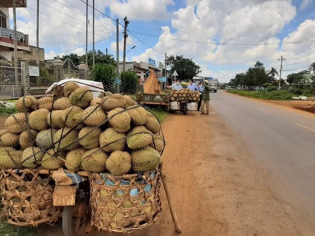 Thương lái thu mua sầu riêng từ các nhà vườn để đưa về các đại lý lớn. Ảnh: Trung Chuyên